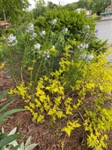 Lake Wall Garden