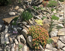 Rock garden ice plant