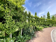 Ginkgo wall