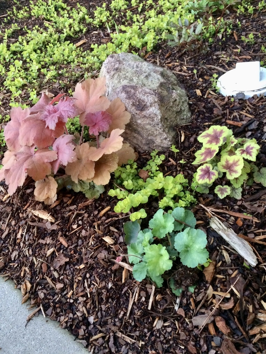 Colorful leaves