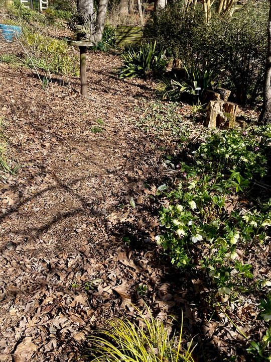 Late winter with hellebores blooming