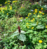 Native Garden-Corneille Bryan in the Spring