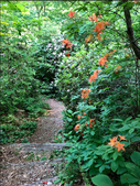 Native Garden-Corneille Bryan in the Spring