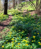 Native Garden-Corneille Bryan in the Spring