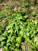 Native Garden-Corneille Bryan in the Spring
