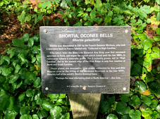 Native Garden-Corneille Bryan in the Spring