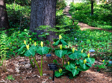 Native Garden-Corneille Bryan in the Spring