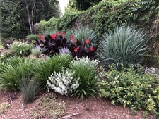 Sunken Pond Garden with Canna