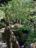 Cattail Bridge in spring
