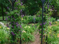 Clematis vine in the daylily garden
