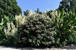 Large shrub with clusters of white star-shaped flowers.