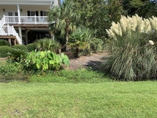 large clumps of grasses and aroid (Colocasia) in low depression.