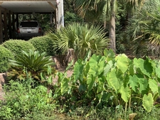 plants growing in a low ditch.