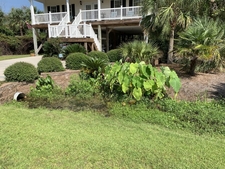 plants growing in a low ditch.