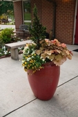 A container arrangement of petunias, heuchera and cedar.
