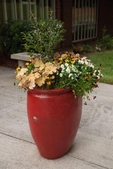 A container arrangement of petunias, heuchera and skimmia.