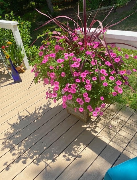 Wooden box with pink petunias and reddish pink Cordyline