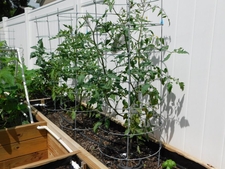 Container vegetable garden