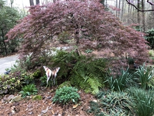 Part shade garden
