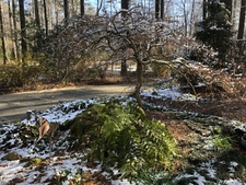 Corner garden in winter
