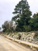 Crevice Garden in March