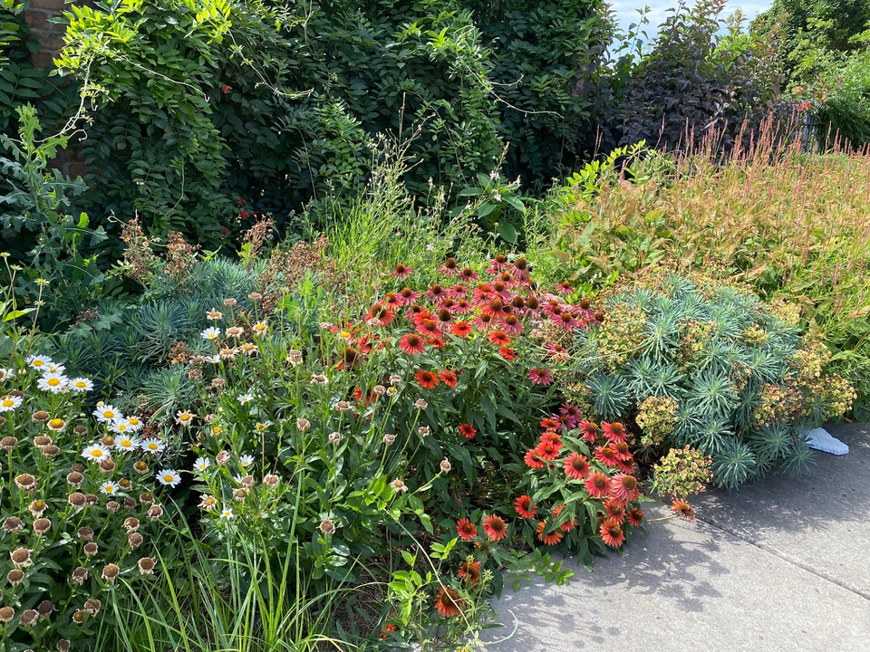 Summer border
