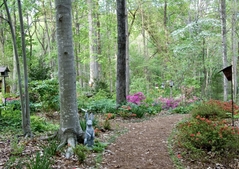 A path flanked by azaleas.