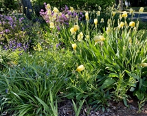 Yellow Iris in spring bed