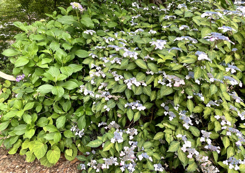 Tricolored leaf hydrangea