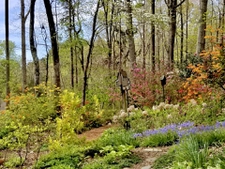 Flame azaleas in bloom