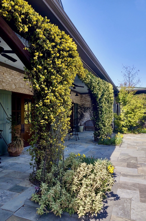 Jasmine blooming in early spring