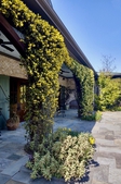 Jasmine blooming in early spring