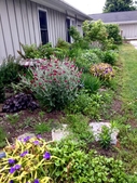 During the gardens second year the summer brings with it strikin