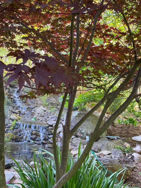 Rock & Water Garden