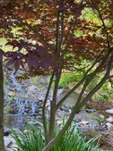 Rock & Water Garden