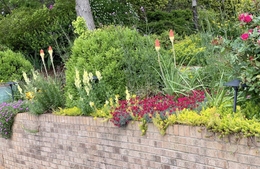 plants spilling over a brick retaining wall.