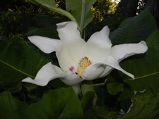 'Ashei' large leaf magnolia in bloom in the West Meadow