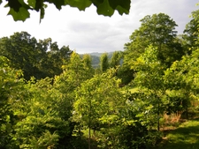 Former pasture being re-forested with volunteer native trees.