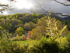 View across the West Meadow with white flowering Fire Cherry.