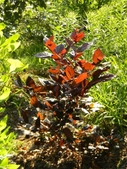 'Burgundy Spice' sweetshrub next to umbrella magnolia in meadow.