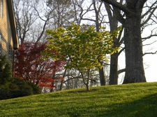 View West across North Lawn with Japanese Maples & Oaks