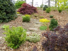 a colorful mix of shrubs & groundcovers along stepping stones.