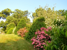 View along shrub border with pink mountain laurel blooms & holly