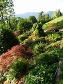 shrub border with a colorful mix of trees and shrubs.