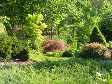 View across shrub border with colorful mix of trees & shrubs.
