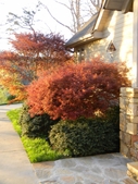 Red Japanese maples & Japanese hollies near entrance to home.