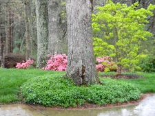 Large oaks with periwinkle, pink azaleas, & yellow-green maple.