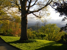 View across lawn, large oak (foreground) with other trees behind