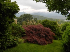 View to mountains with red Japanese maple & diverse other plants