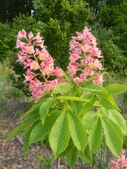 Ft. McNair Red Horsechestnut blooming in the West Meadow.